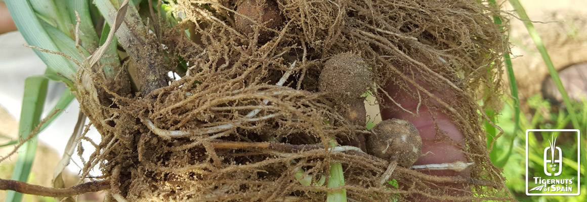 Bio-Anbau von Erdmandeln in Spanien (Bio Erdmandeln)