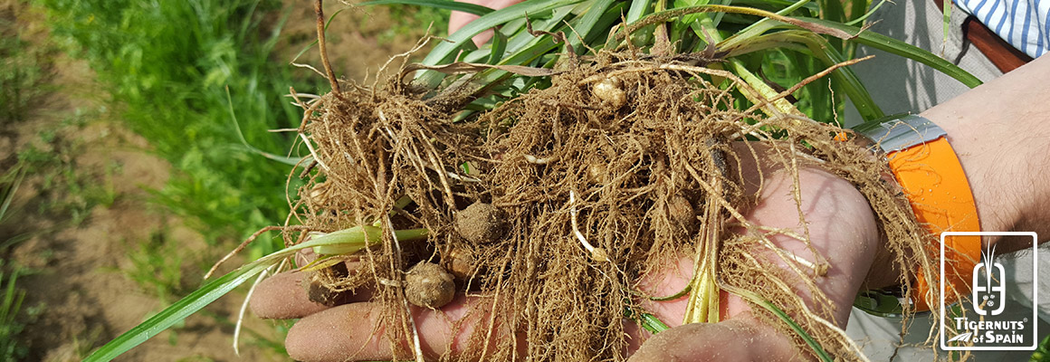 Die Erdmandel (Cyperus Esculentus Lativum) aus Spanien